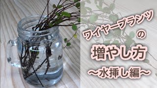 ワイヤープランツの増やし方  〜水挿し編〜　｜観葉植物