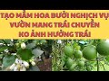 Bưởi Da Xanh Nghịch Vụ: Hướng Dẫn Bón Phân, Phun Thuốc Tạo Mầm Hoa Vườn Mang Trái Chuyền