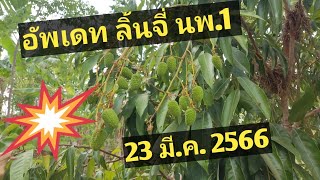 อัพเดทลิ้นจี่นครพนม ปี 2566 (ผลดก ปลูกง่าย)