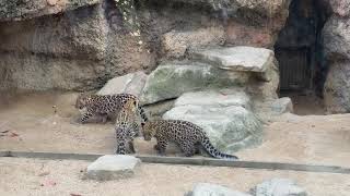 ３頭仲良し！王子動物園アムールヒョウの三つ子の赤ちゃんたち