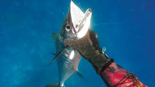 Spearfishing Fiji Vanua Levu Boat Diving with Friends