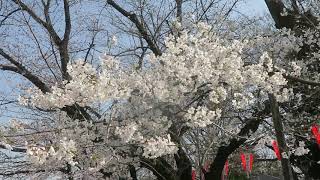 Quiet Ueno Park with Cherry Blossoms(桜咲く静かな上野公園）