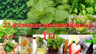 22 สรรพคุณของสะระแหน่ที่คุณต้องว้าว  |  HappyHealthDay