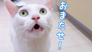 お昼になるとママのところに来てお喋りする猫