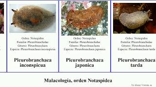 Malacología, orden Notaspidea pleurobranchaea japonica mollusca tarda granulata albiguttatus Mood