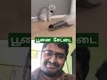 பூனைகள் சந்து பொந்து எல்லாம் வளஞ்சு போயிருது🙄😄👍 trending funny cat viralvideo shorts ytviral