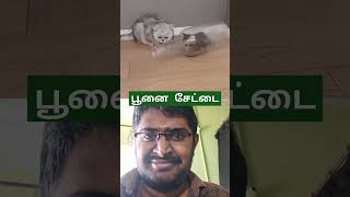 பூனைகள் சந்து பொந்து எல்லாம் வளஞ்சு போயிருது🙄😄👍#trending #funny #cat #viralvideo #shorts #ytviral