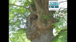 Topeka's oldest tree | 365 things to do in Topeka