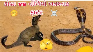 નોળિયો vs કોબ્રા ફાઇટ ||  નોળિયા યે કર્યો કોબ્રા ઉપર જોરદાર એટેક || @papa ni ladli vlogs