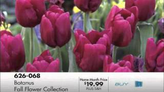 The Shopping Channel - Botanus Fall Flower Collection