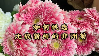 【小知识】如何挑选比较新鲜的鲜切花非洲菊