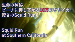 生命の神秘、ビーチに押し寄せる10万杯のヤリイカ！驚きのSquid Run！