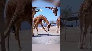 This Giraffe did the sweetest gesture to help the tiny turtle 🥰 #shorts