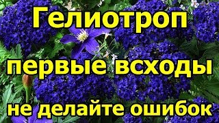 🌺#Гелиотроп. Первые всходы. Не делайте ошибок.