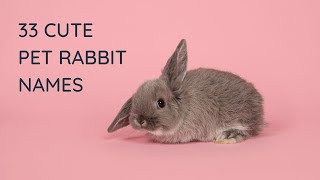 The 33 Best Pet Rabbit Names for Your Cute Bunny 🐰