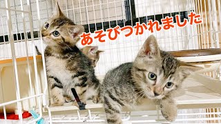 【保護子猫】シマシマ３兄弟 保護15日目 オモチャであそぶ♪