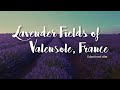 Lavender Fields of Valensole France | Sony a7III Travel Video