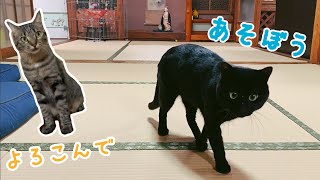 不器用なりに「遊ぼう」って言えるようになってきた猫　I want to play with you