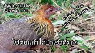 เสียงไก่ป่าตัวเมียกระต๊ากและเสียงร้องหาคู่