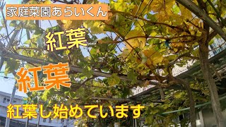 【シャインマスカット】第５０回、１１月の様子&あらいくんの休日【家庭菜園】