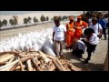 confiscated contraband ivory crushed in dubai landfill