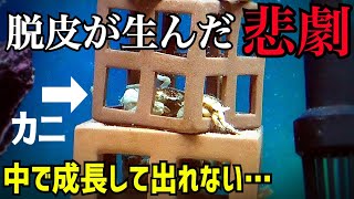 無理やろ？閉じ込められたカニ救出作戦！衝撃の真実が明らかに…