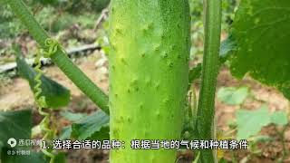 黄瓜只开雄花没有雌花怎么办？种植时掌握好这几点很关键