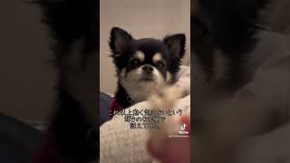 今日のここまる。ささ美ちゃんをかけた朝の攻防戦。#ここまる #チワワ #ペット #dog #犬のいる暮らし #癒し #犬