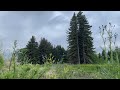 4k relaxing videos pine trees