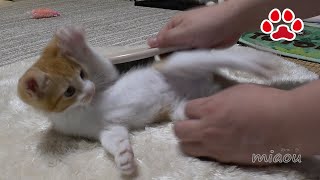 子猫まや、ブラッシングのトレーニング開始【瀬戸のまや日記】I start brushing training for cute kitten Maya.