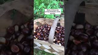 Freezing WORMS out of chestnuts? #chestnuts #wildforaging #wildfood