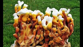 Pestujeme huby doma - REISHI  (Ganoderma Multipileum).