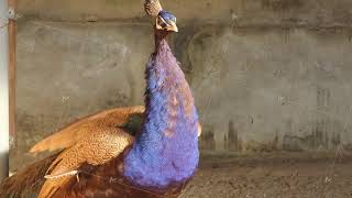 A Majestic Peacock büszkén támaszkodik természetes fényben, élénk színeket mutatva