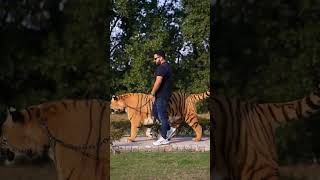 2 Years Old Bengal Tiger Walks In Chain | Nouman Hassan