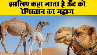 इसलिए कहा जाता है ऊँट को रेगिस्तान का जहाज | Facts About Camel | A2Z Knowledge Hub