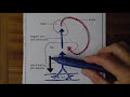 liver in diagrams 1 blood supply