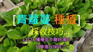 [ 青蘿蔓種植 ]02 青蘿蔓不但用途廣 家庭種植 採收技巧如果掌握好 就可以吃上好長一段時間  這不便宜的菜類 料理替代性又強 真是值得一種....片尾無彩蛋  但有冷氣團...XD