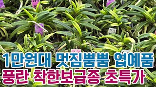 1만원대 멋짐뿜뿜 엽예품 풍란 착한보급종 초특가 (풍란부귀란) [꽃밭에서 난원]난초 난테크 희귀변이종 특가세일 입문자 착한가격 목석부작 분경 도시농부 반려식물 얼릉 업아가요!!