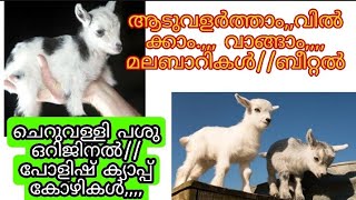 ചെറുവള്ളിപ്പശുവും പോളിഷ് ക്യാപ് കോഴികളും പിന്നെ നമ്മുടെ മലബാറിയും, ബീറ്റലും