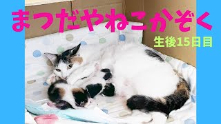 まつだやねこかぞく@mzda006　生後15日目 #子猫 #こねこ #kitten #赤ちゃん猫 #catparenting #猫の子育て