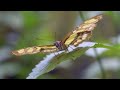 stunning butterflies in 4k uhd nature s beauty in ultra hd