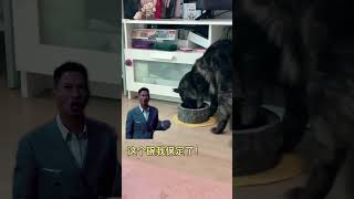 一招解决小猫咪喝水扒拉碗缅因猫 妙招分享 记录猫咪日常