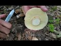 insane mushroom foraging in july 2024 mushrooms houby grzyby funghi pilze porcini boletus