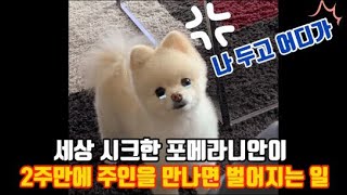 세상시크한포메라니안이 2주만에 주인을 만나면 벌어지는 일/pomeranian