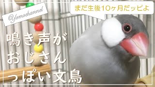 【鳴き声】１０ヶ月だけどおじさんみたいな鳴き声の文鳥よもぎ　癒し動物　面白い動物 (再揚)