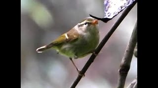 Blyth’s Leaf Warbler | Natural Habitat Is Subtropical Or Tropical Moist Montane Forests