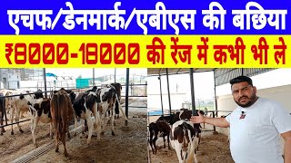 एबीएस/डेनमार्क/एचफ की बछिया सोच से भी सस्ती/abs/denmark/hf calf for sale/vansh dairy karnal ||