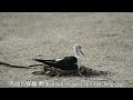 高蹺鴴 黑翅長腳鷸 孵蛋 black winged stilt hatching eggs