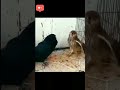 Owl and pigeon fight 😱#shorts