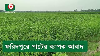 ফরিদপুরে পাটের ব্যাপক আবাদ